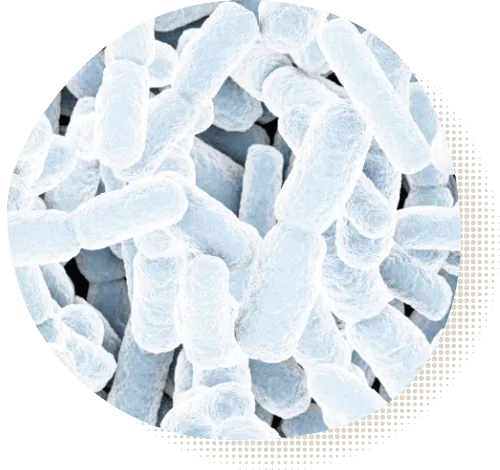 乳酸菌の画像